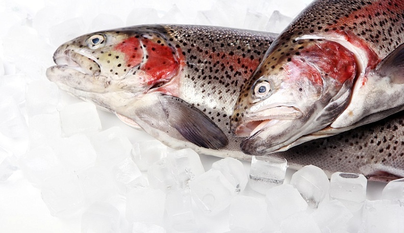 В Калужскую область не доехало 9,7 тонн форели