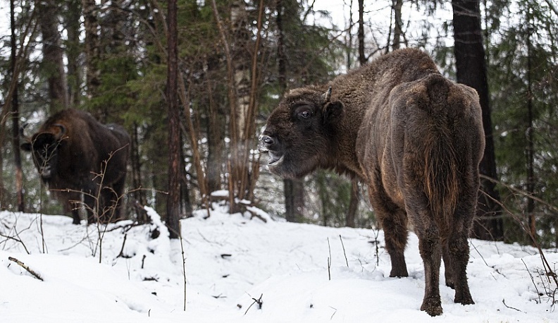 В Калужской области в национальном парке «Угра» создают Центр научного туризма