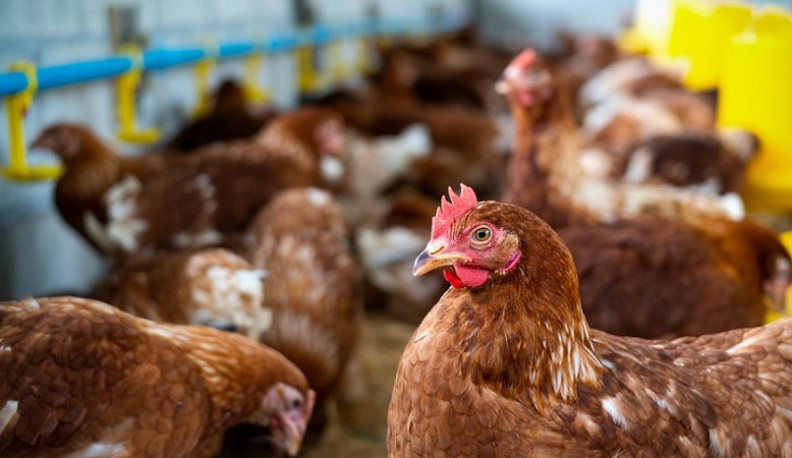 В Калужской области усиливают меры по недопущению распространения птичьего гриппа