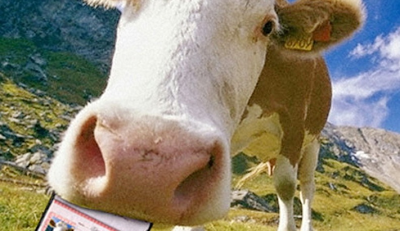 Бурёнка, ваш паспорт!