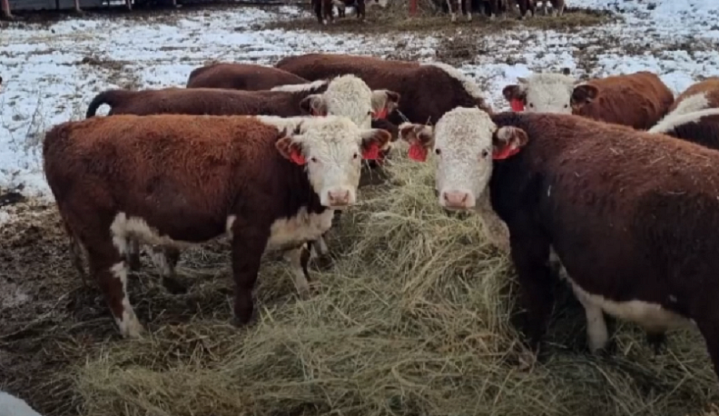 Музей сельского быта откроется в Калужской области