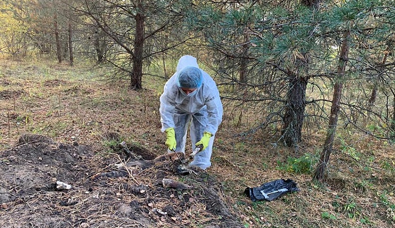 В Перемышльском районе нашли захоронение зараженных свиней