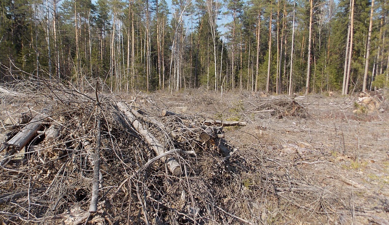 О чём шумишь ты?