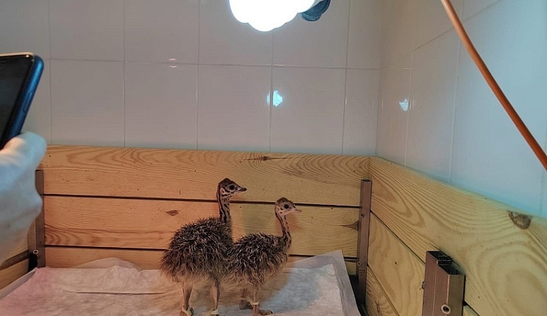 В Калужской области планируется открыть бесконтактный страусиный зоопарк