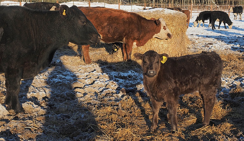 Бычки в КФХ С. Никишина в Медынском районе