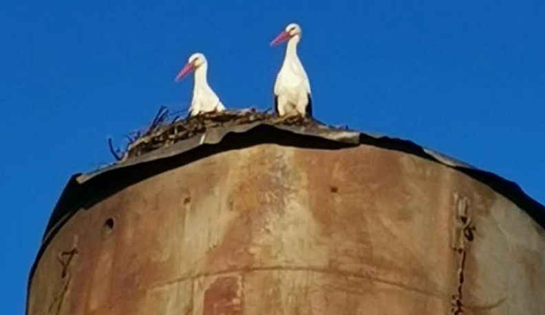 Спасите аистов!