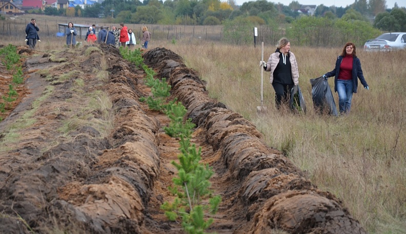 На берегу Угры высажены более тысячи сосновых саженцев