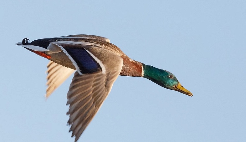 В Калужской области из-за птичьего гриппа ввели ограничения на охоту