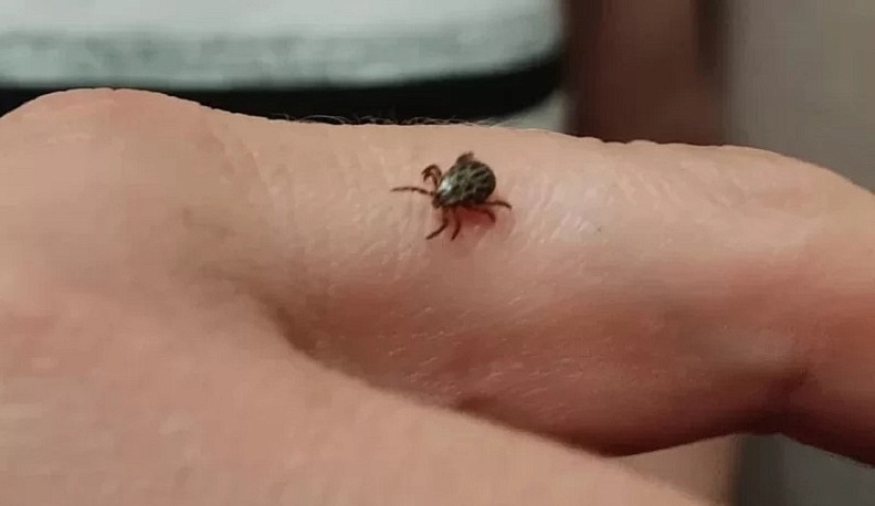 За минувшую неделю клещи покусали более 300 жителей Калужской области