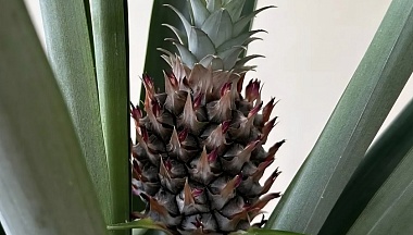 В минсельхозе Калужской области вырасти ананас