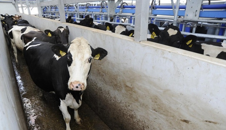 В лидеры по производству мяса вышел Дзержинский район