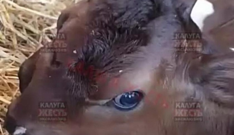Двухголовый теленок родился на ферме под Калугой