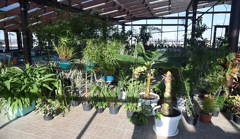 Орхидеи раскатали губу