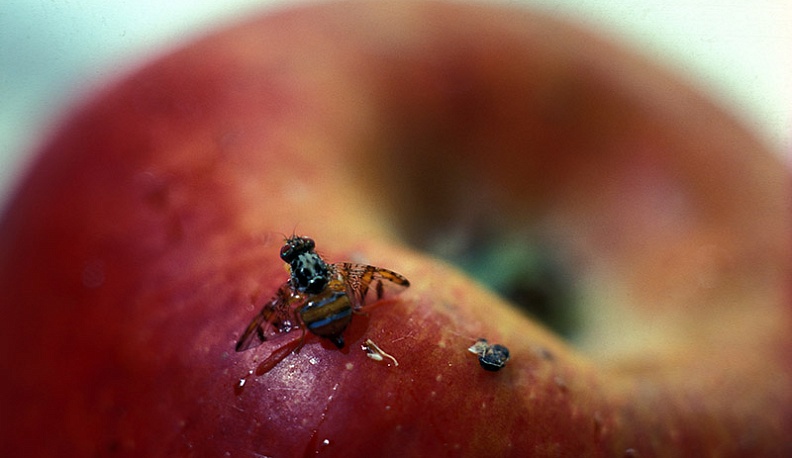 Турецкие гранаты не пустили в Калужскую область из-за плодовой мухи