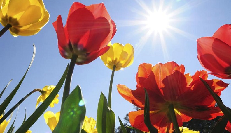 300 тысяч тюльпанов зацветут весной в Калуге