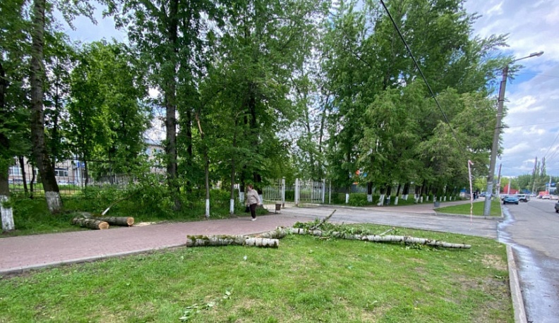 Юноша попал в больницу после падения дерева в Калуге