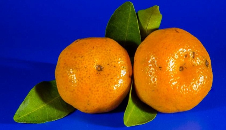 Калужский Россельхознадзор нашел плодовую муху в турецких мандаринах