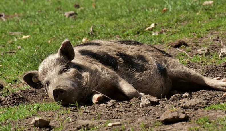 В Калужской области зарегистрировали первый случай АЧС у дикого кабана