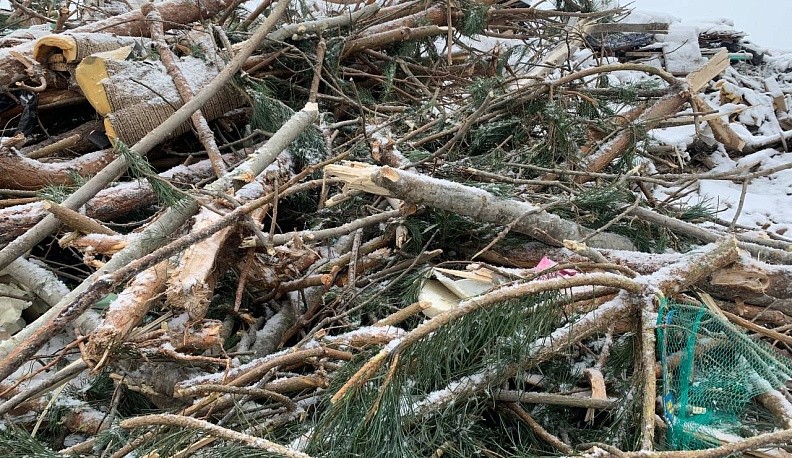 Еще одно калужское предприятие принимает новогодние ели на переработку