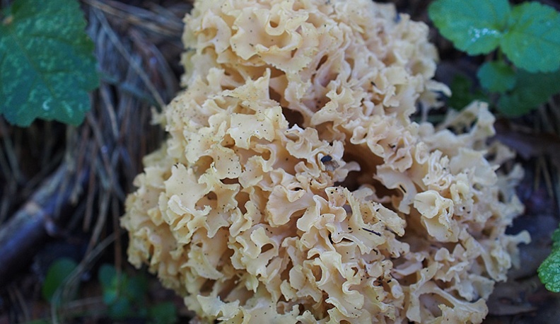 Спарассис курчавый.