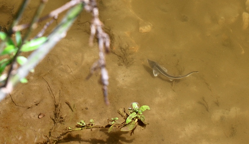 В Калуге выпустили в Оку почти три десятка тысяч сеголетков стерляди