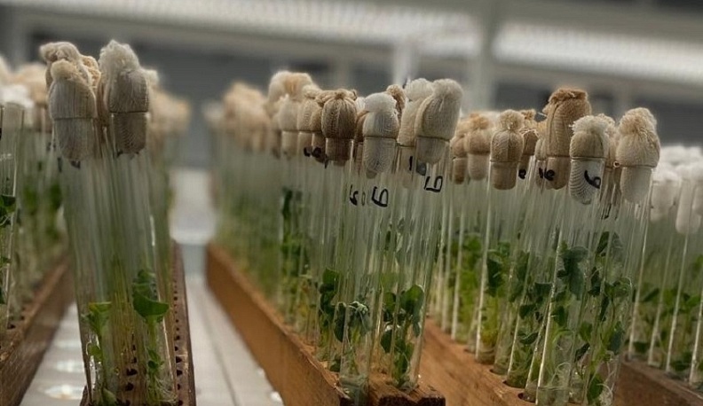 В Калужской области повышают самообеспеченность семенами региональной селекции