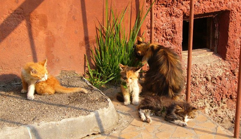 Для 17 кошек и собак из Калужской области получены документы на выезд