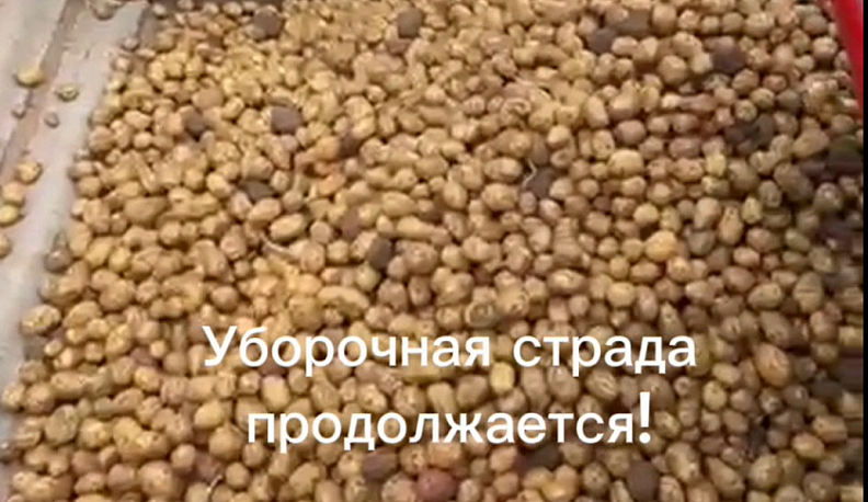 Более 60% зерновых посевов убрано в Калужской области