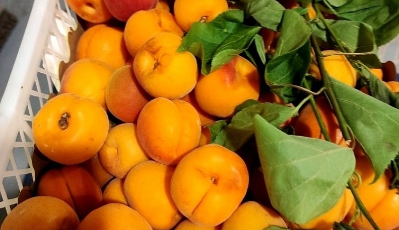 В Калужской области нашли зараженные турецкие фрукты