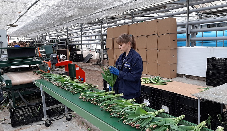 В Калуге к весенним праздникам вырастили 4 миллиона тюльпанов 