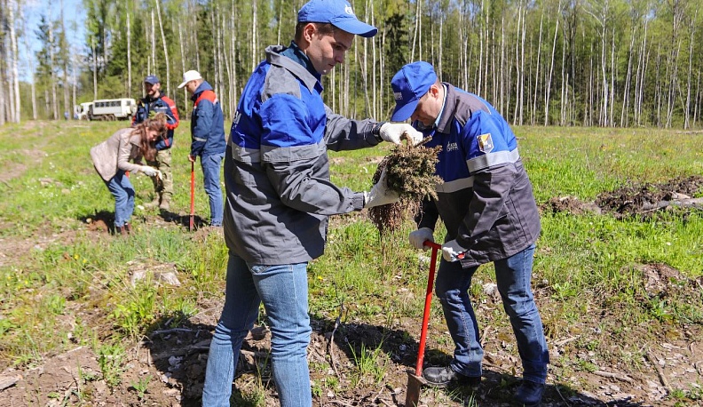 В Калужской области «Сад Памяти» стал больше на 167 тысяч деревьев