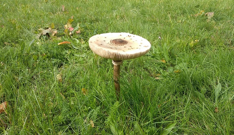 Владимир Жипа поздравил калужан с Международным днем дикой природы