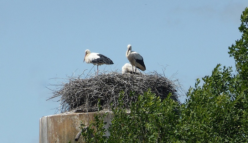 Мониторинг популяции белого аиста в Калужской области продолжается
