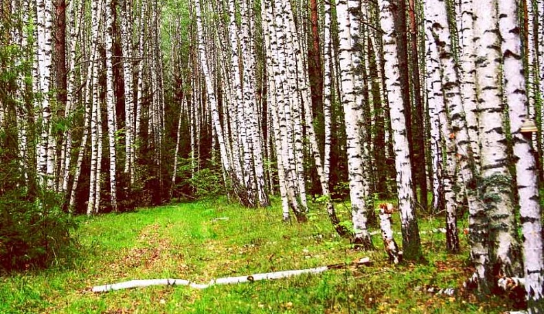 Хозяин русского леса