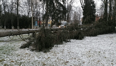 В городе Боровского округа убрали упавшее дерево после обращений в интернете