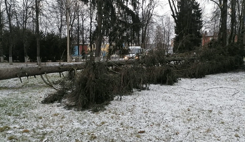 В городе Боровского округа убрали упавшее дерево после обращений в интернете