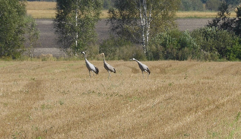 Калужский орнитолог предлагает жителям посчитать журавлей