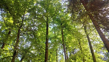 Сотрудники минприроды Калужской области приняли участие в итоговом совещании по сохранению лесов