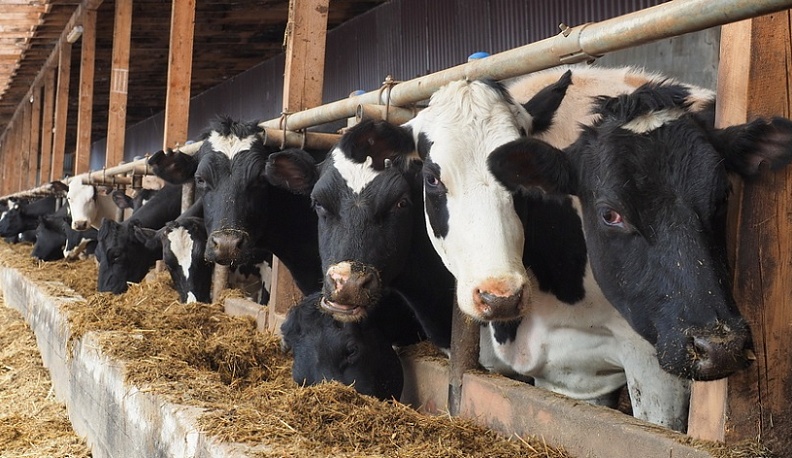 Калужской области выделят более 40 миллионов рублей на развитие агропромышленной отрасли