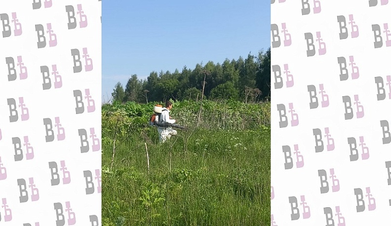 В Медынском районе продолжается борьба с борщевиком Сосновского