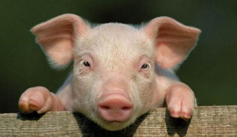 На Масленицу жительница Корекозева выиграла поросенка