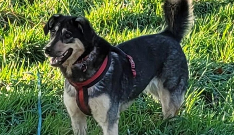 Обнинская собака-инвалид нашла новую семью в Германии