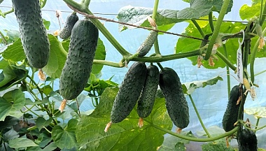 В Калужской области подешевели огурцы