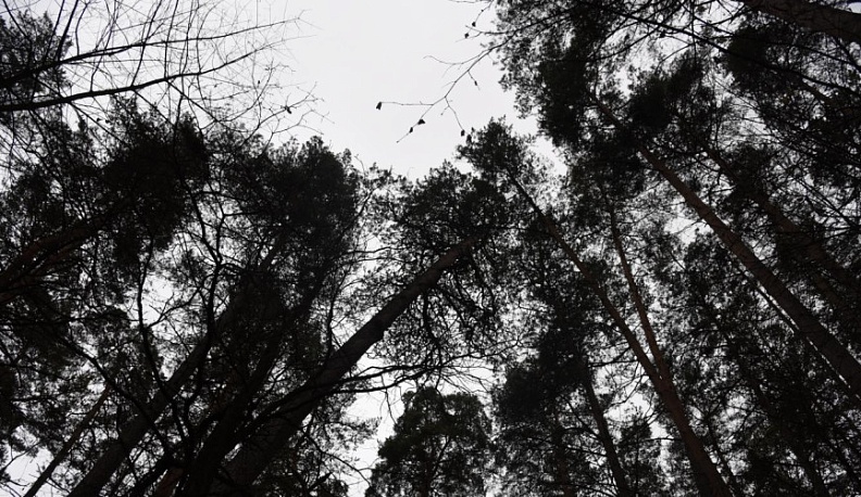 В Калужской области по иску прокуратуры уволили директора лесничества