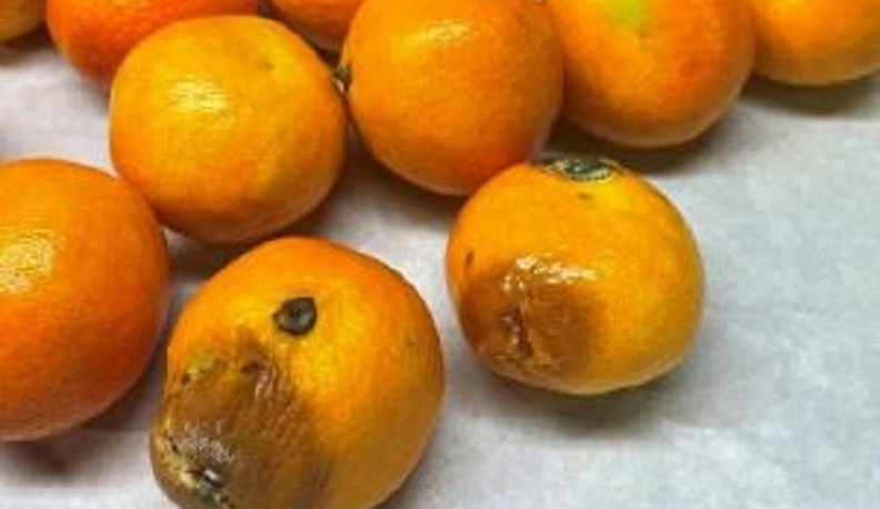 В Калужской области выявлено более 20 тонн зараженных мандаринов 