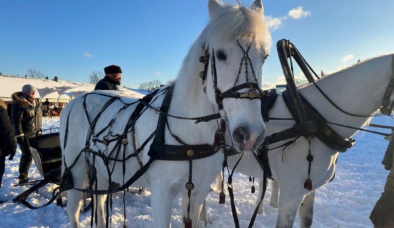 Гости Дня Калужской области на ВДНХ прокатились на Орловских рысаках