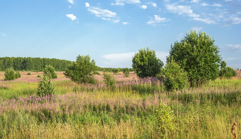 В июле Россельхознадзор выявил в Калужской области 1100 гектаров заросших земель