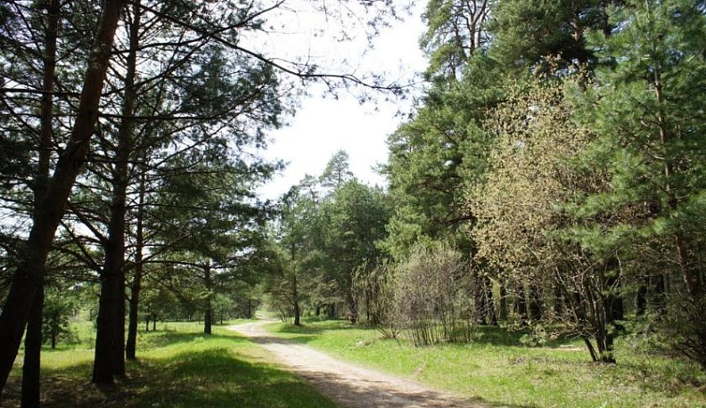 Калужский бор перейдет в Дирекцию парков