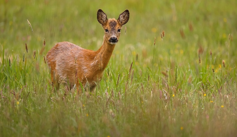 Сотрудники минприроды спасли косулю на трассе под Калугой