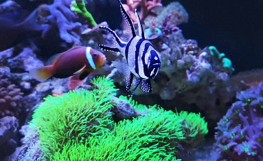 Подводная жизнь в морском аквариуме